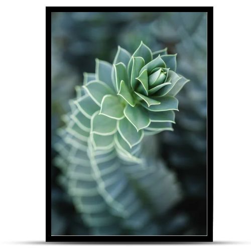 close up of beautiful succulent with blurred background