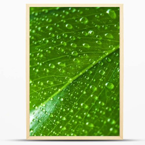 close up view of green leaf with water drops 