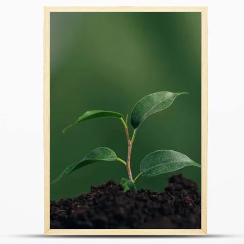 close up of young green plant in ground on blurred background, earth day concept