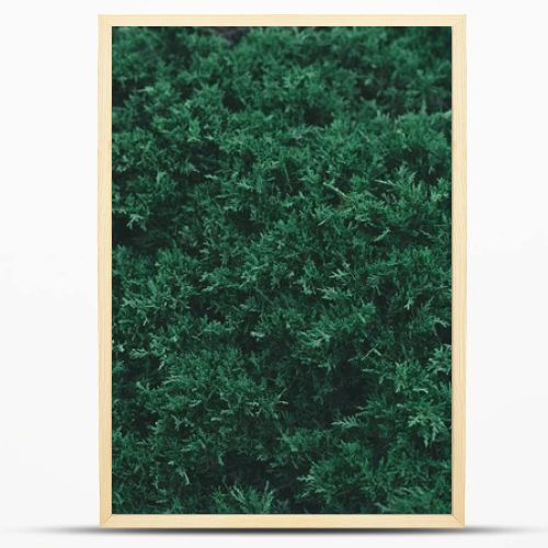 full frame shot of green fir bush for background