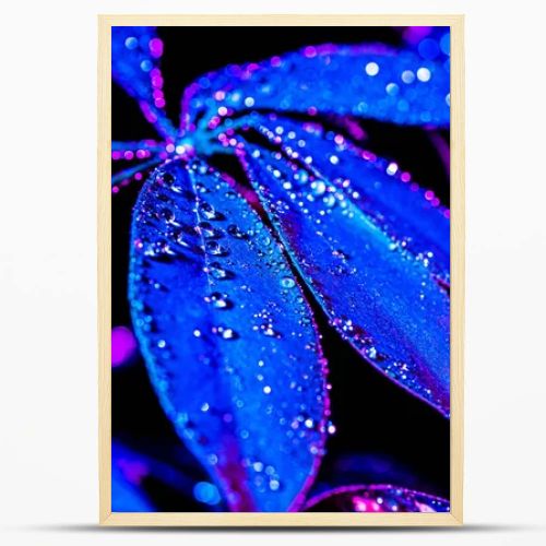 toned image of blue schefflera leaf with drops, on black