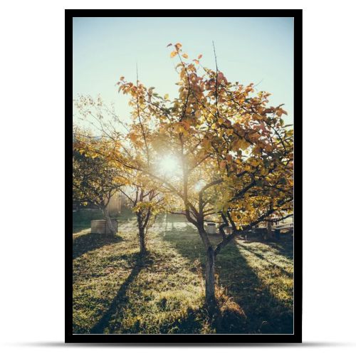 sun shining through autumnal golden tree in garden in Vorokhta, Carpathians, Ukraine