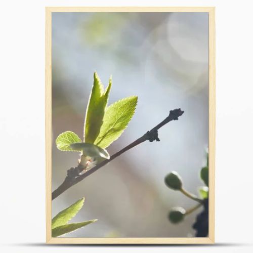 selective focus of tree branches with green leaves in sunshine on blurred background