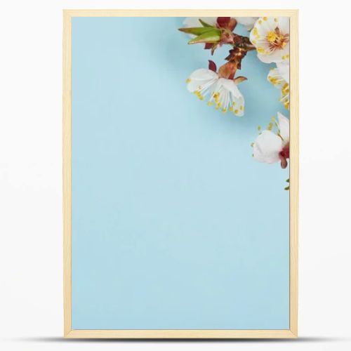 close up of tree branch with blossoming white flowers on blue background