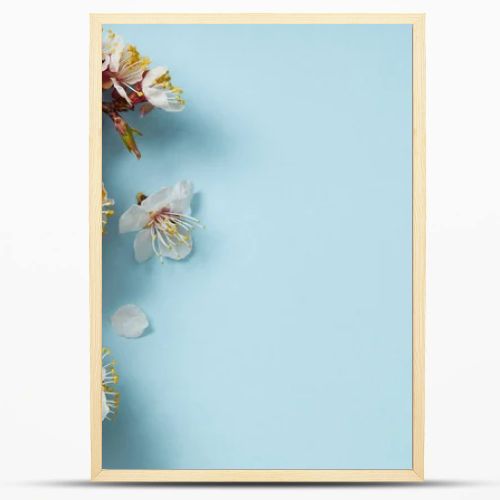 top view of tree branch with blossoming spring flowers on blue background