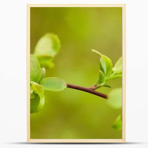 panoramic shot of green leaves on tree branch in springtime