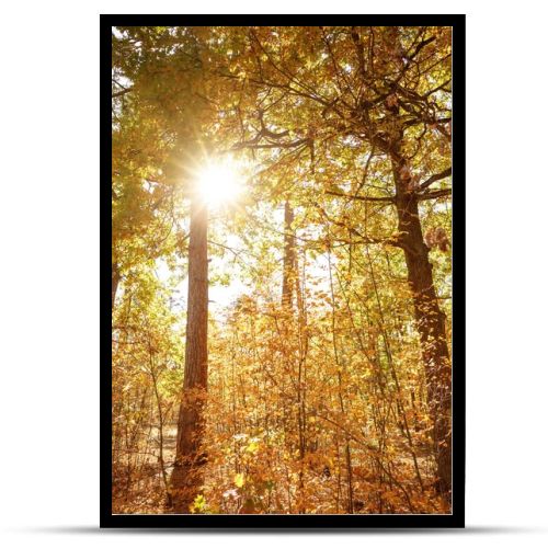 sun, trees with yellow and green leaves in autumnal park at day 