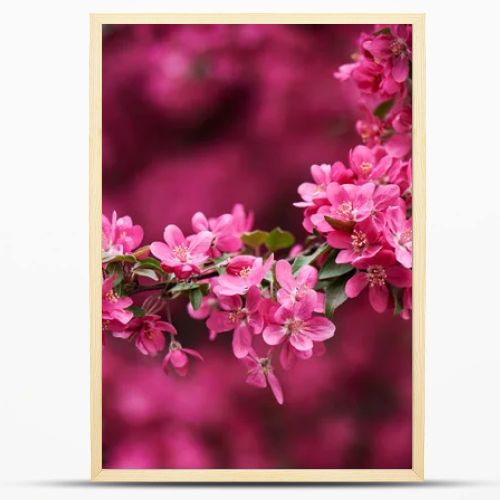 close-up view of beautiful bright pink almond flowers on branch 