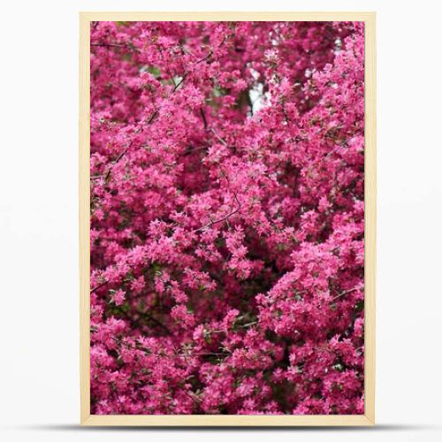 beautiful bright pink almond flowers on branches