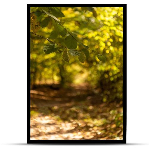 selective focus of scenic autumnal forest with golden foliage and path in sunlight