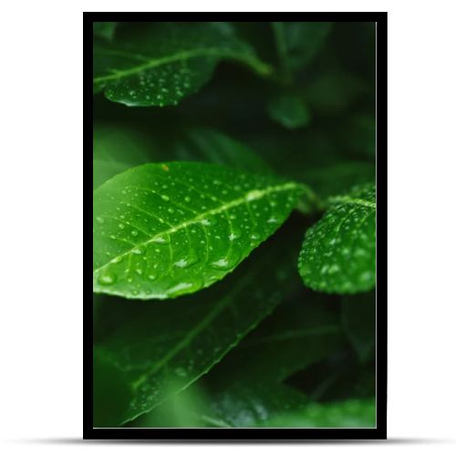 selective focus of green leaves with water drops after rain