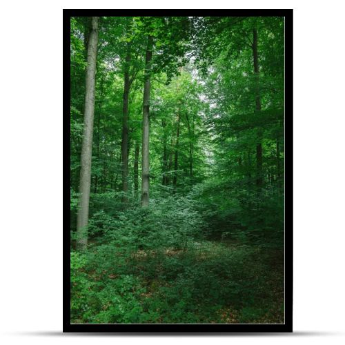 beautiful trees with green leaves in forest in Wurzburg, Germany