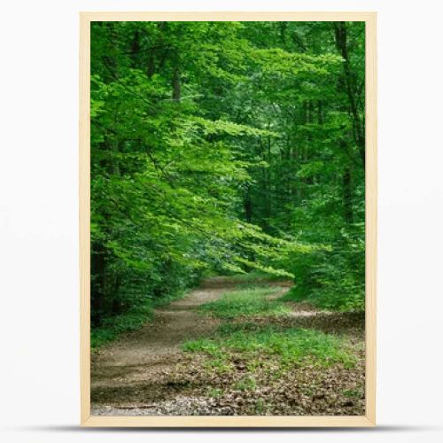 path in green beautiful forest in Wurzburg, Germany