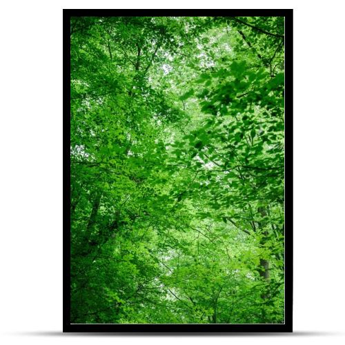 low angle view of green trees with leaves in forest in Wurzburg, Germany