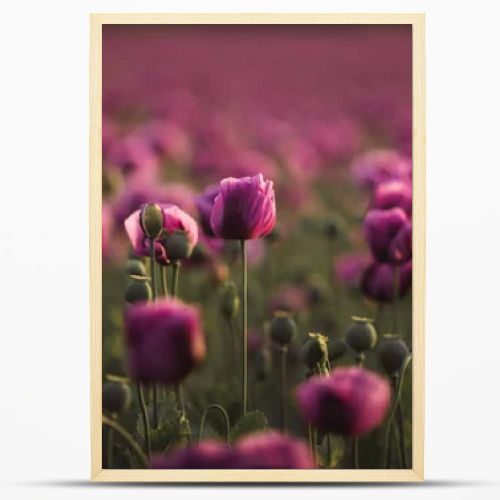 Field of lilac Poppy Flowers on sunset in early Summer
