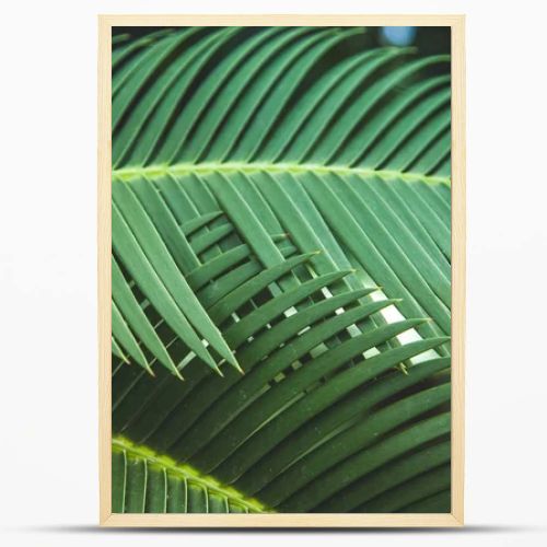 close up view of beautiful green palm leaves