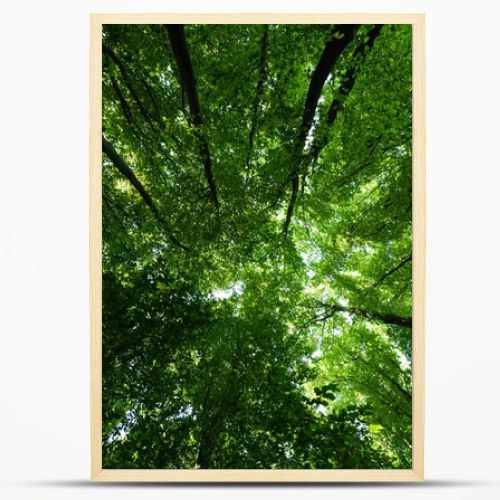 bottom view of trees with green and fresh leaves in summertime 