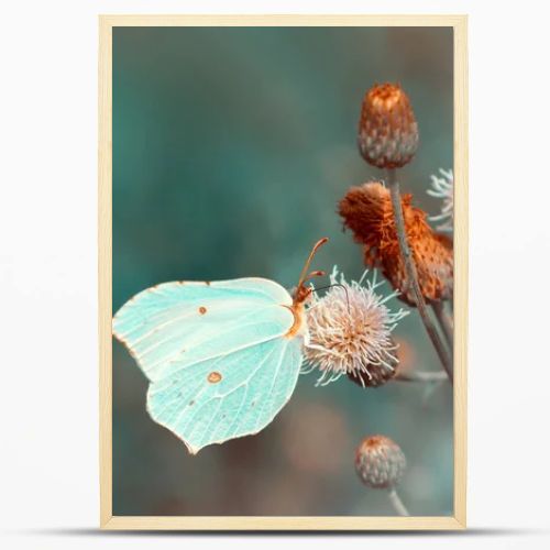 Butterfly on a wild flower drinks nectar