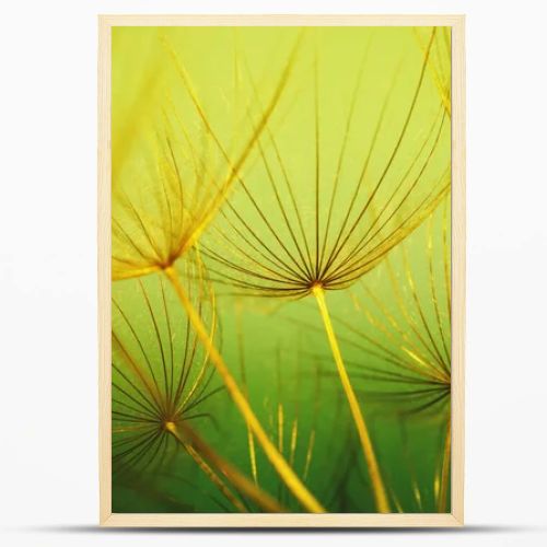 Dandelion flower  abstract floral background