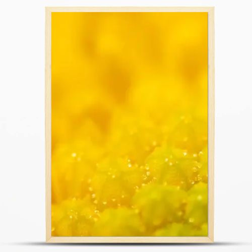 Background from stamens of yellow chrysanthemums closeup .