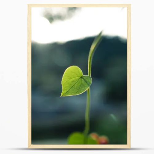 Green heart leaf in nature background