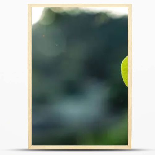 Green heart leaf in nature background