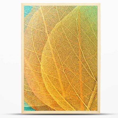 Colorful transparent and delicate skeleton leaves