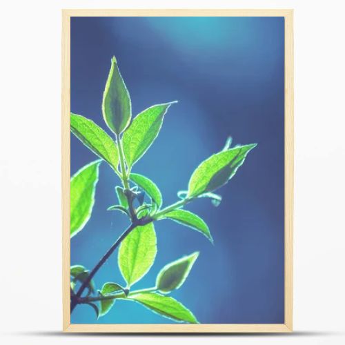 Branches of Willow tree with young leaves in early spring. Spring leaves of tree forest or garden, foliage bokeh. Blue green vintage color. Nature background