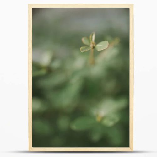 soft focus  little leaf tropical green plant background 