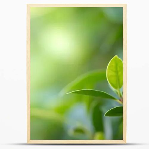 Closeup beautiful view of nature green leaf on greenery blurred background with sunlight and copy space. It is use for natural ecology summer background and fresh wallpaper concept.