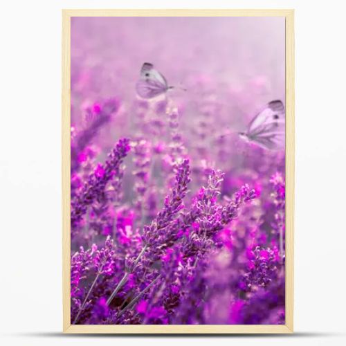 Lavender flower field, Blooming Violet fragrant lavender flowers.