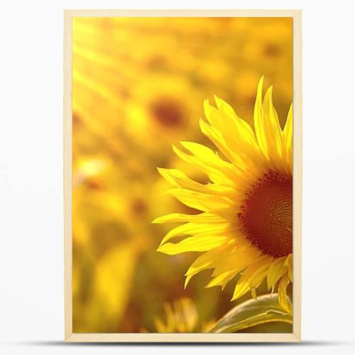 Sunflower in the field