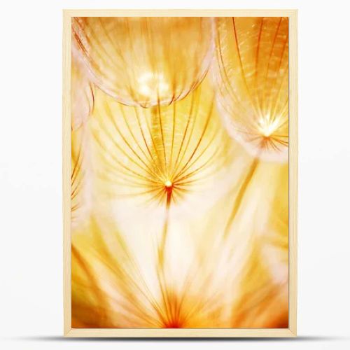 Soft dandelion flower