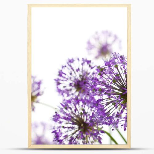 Beautiful Allium / abstract on white