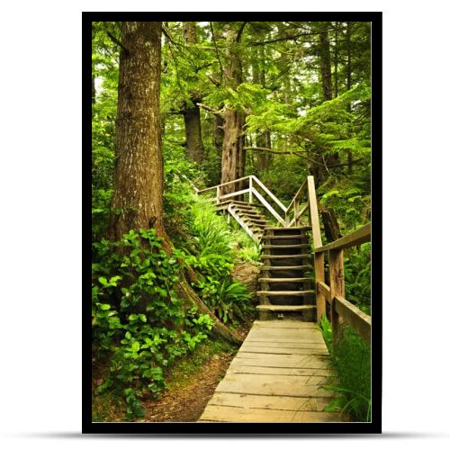 Path in temperate rainforest