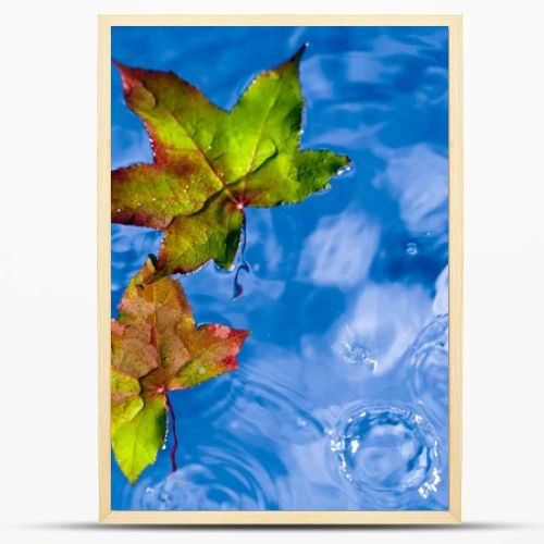 Fall leaves on the rain in a puddle