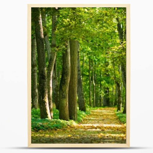 Alley in the forest