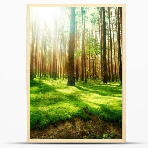 Misty Old Forest