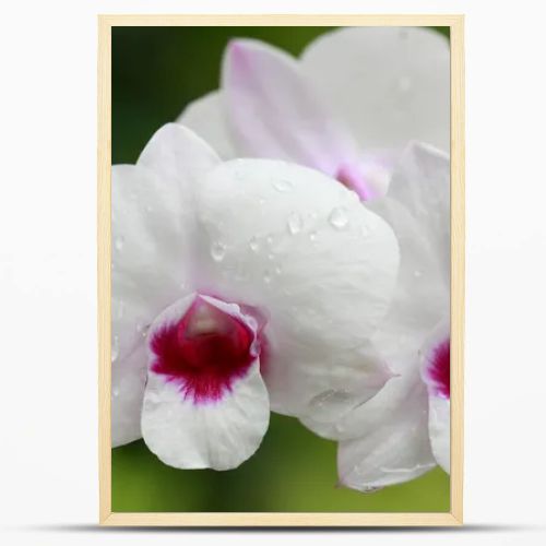 A group of white orchids