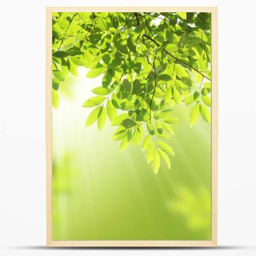 Green leaves background