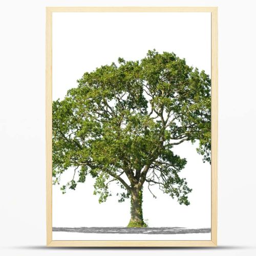 Beautifull green tree on a white background in high definition