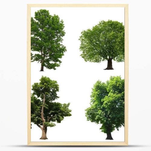 Trees isolated