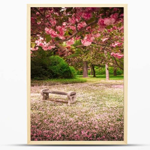 Cherry Blossoms and Bench