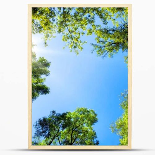 Treetops framing the sunny blue sky