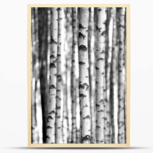 Birch trees in black and white