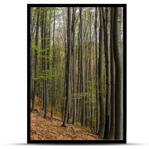 Trees on heel in mountain forest 