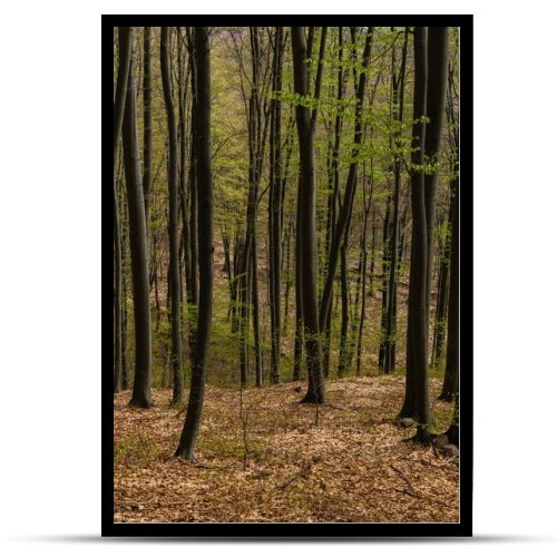 Trees with green leaves in mountain forest 