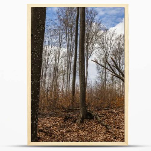 Trees on mountain hill and sky at background in autumn 