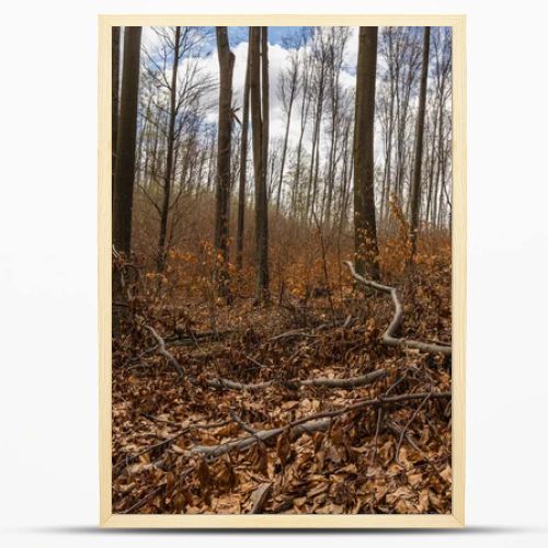 Fallen leaves on ground in mountain forest
