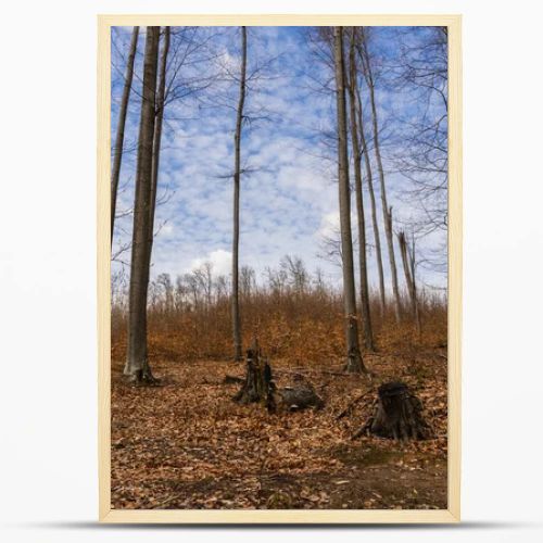 Dry fallen leaves on ground in mountain forest 